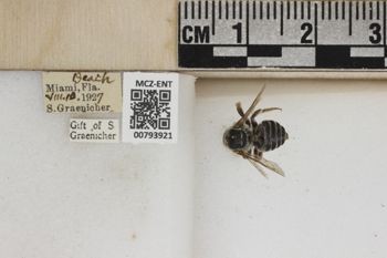 Media type: image;   Entomology 793921 Aspect: Labels